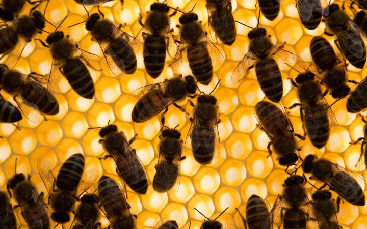 Jelentős méhpusztulás