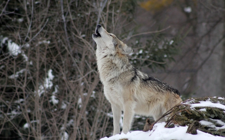 A farkas nem ordít be…