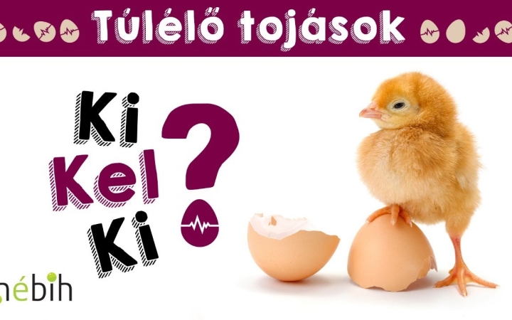 A felelős állattartást népszerűsítik