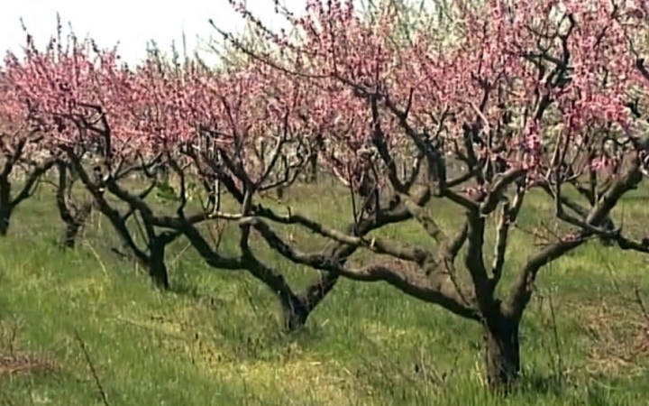 Tavaszi munkák a gyümölcsösökben