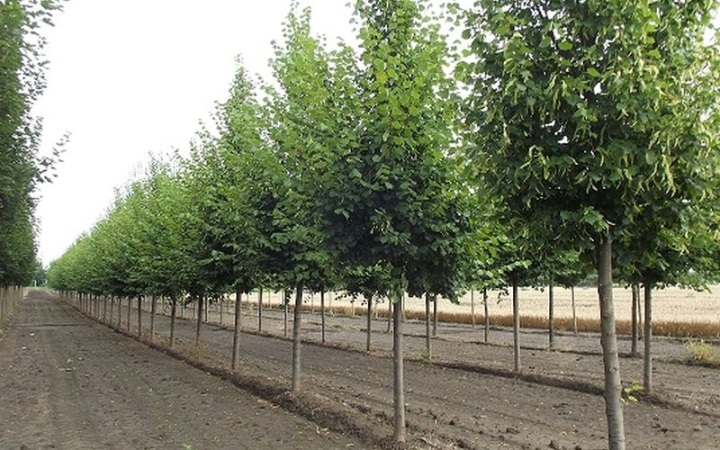 Vasmű úti fák: a Sisi ezüst hárs a befutó!