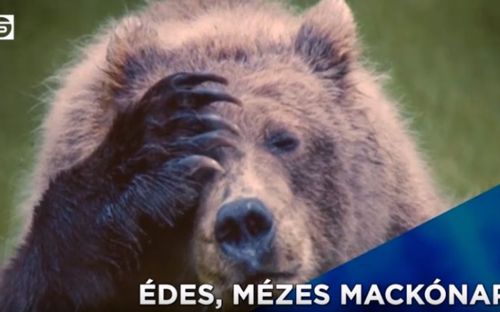 DS Híradó: jeles napoktól közösségekig