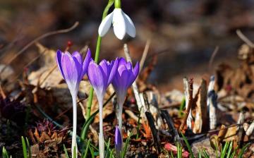 Időjárás: tavaszias nyitány – aztán némi lehűlés