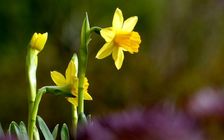 Időjárás: nem beköszön a tavasz, hanem ránk rúgja az ajtót!