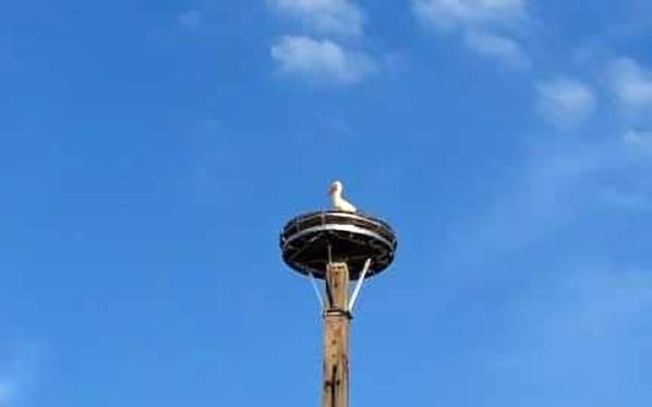 Újra kelepel a gólya Pentelén!