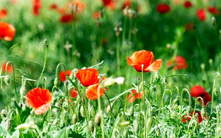 Időjárás: beköszönt a pipacsmezős nyár