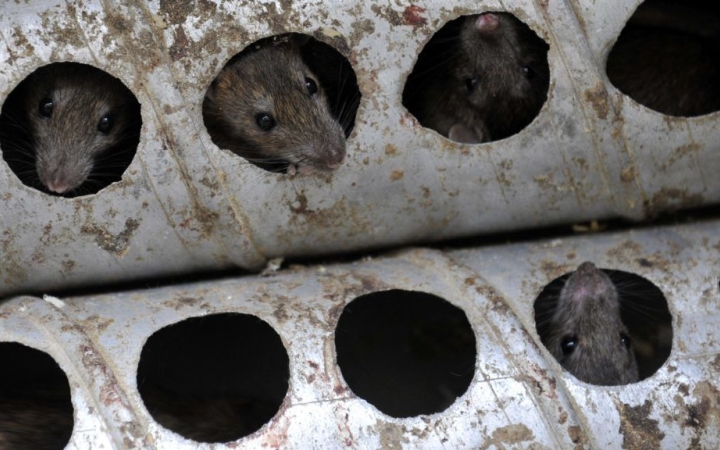 Patkányirtás Dunaújvárosban