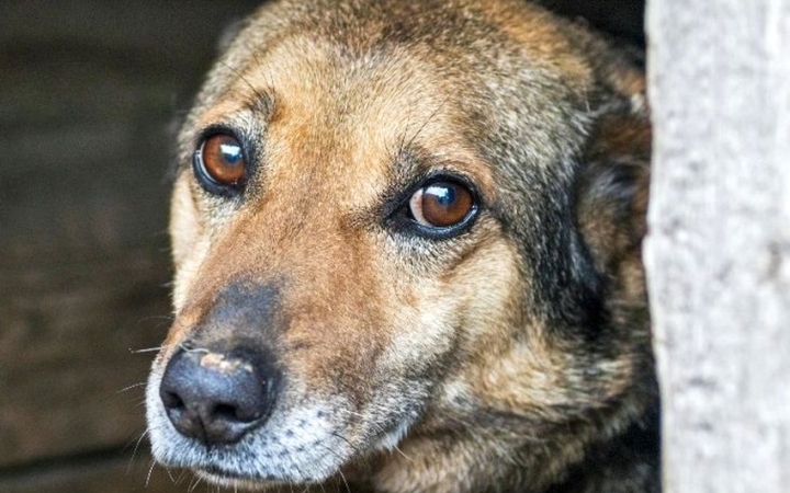 Közösségi adománygyűjtés – állatmentésre!