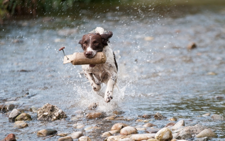 Kiskedvenceink is megszomjaznak a nagy melegben. Ha sétálni megyünk velük, mindig legyen nálunk friss víz!