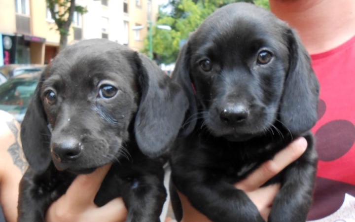 Szerető gazdit és otthont keresnek az Ebrendészeti Telep lakói