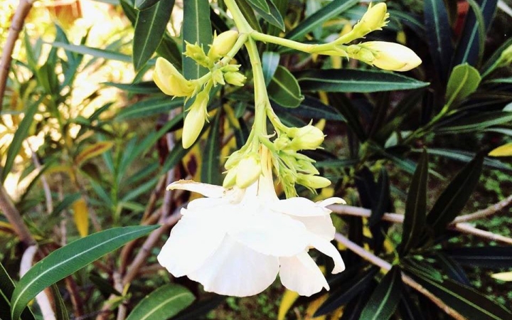 Mérgező növények – avagy mit NE egyen soha a gyerek!?