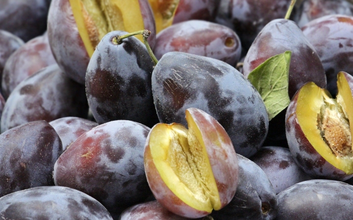 Átlagon aluli szilvatermés várható a tavaszi fagyok és az aszály miatt