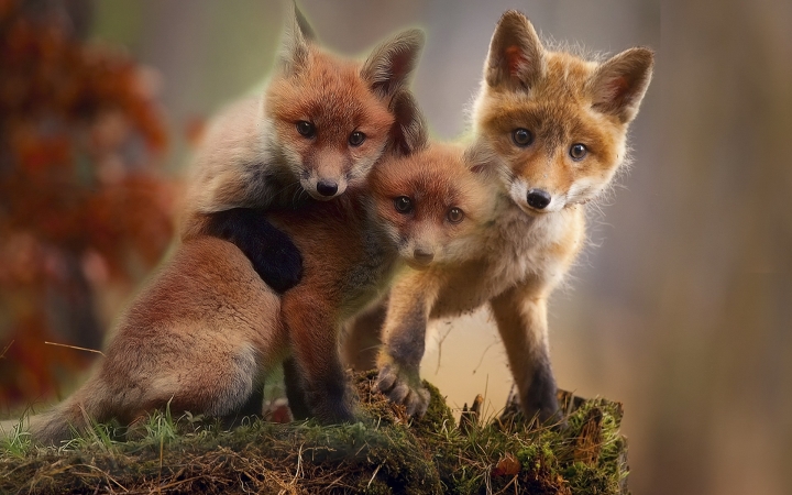 A rókák már több tízezer éve eszik az ember által otthagyott maradékot