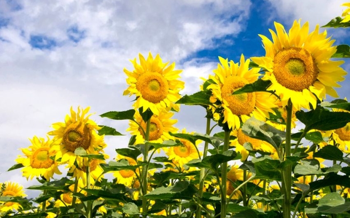 Időjárás: beüt a hőség, küszöbön a kánikula