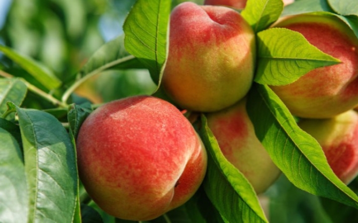 Átlagos lehet az idei zöldségtermés