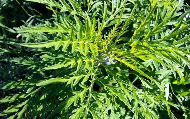 Virágzik a parlagfű – kezdődik a szenvedés