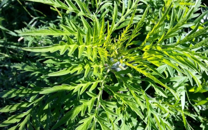 Virágzik a parlagfű – kezdődik a szenvedés