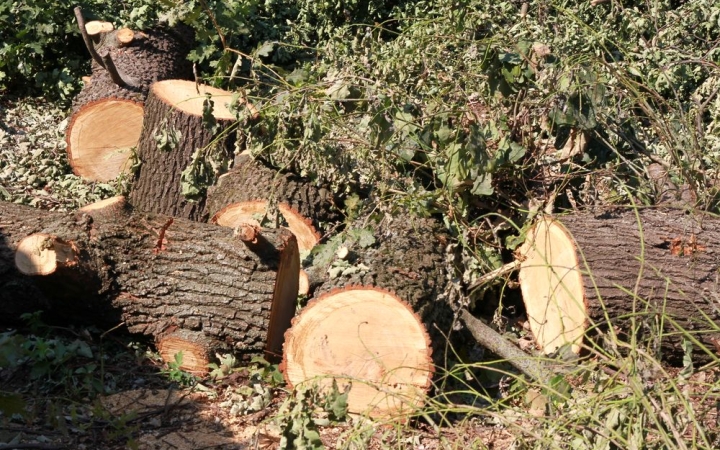 DSTV: 50-60 éves fákat vágtak ki illegálisan