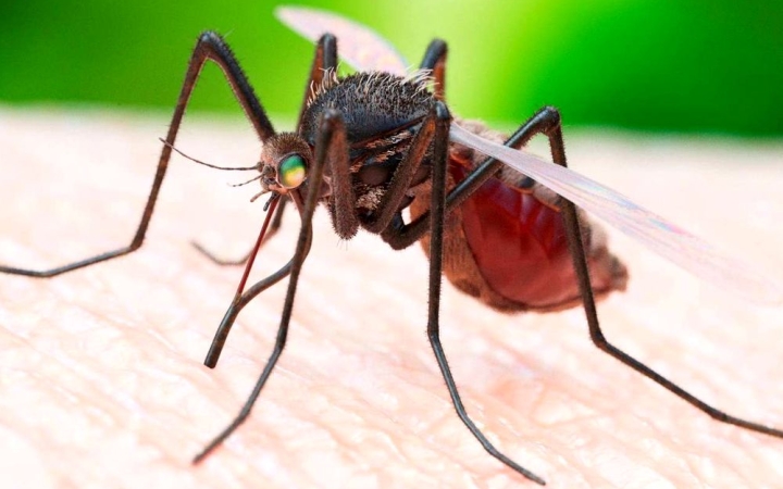 Eső után szúnyogok – előzzük meg együtt az inváziót!