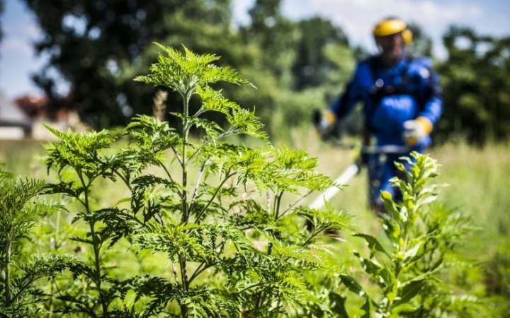 Kezdődik a parlagfűszezon