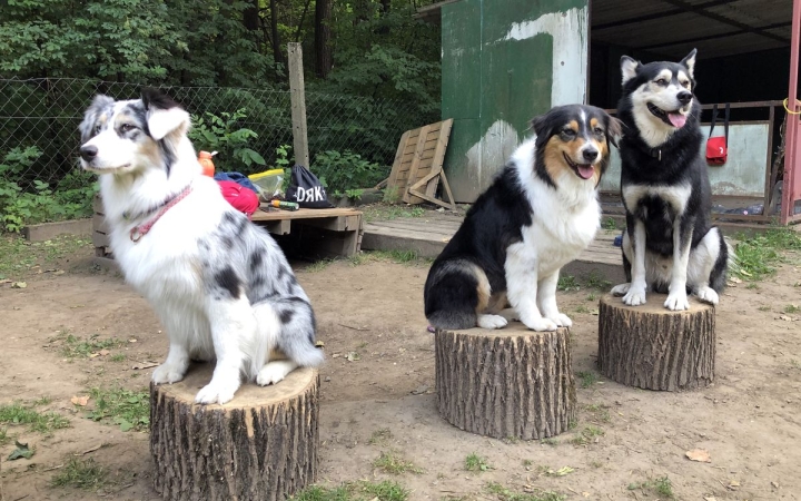 Duna Dog Center Alapítvány: a cél a felelős állattartással kapcsolatos hiteles információk megosztása