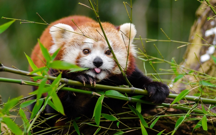Közösségi finanszírozásból épülhet meg a vörös pandák kifutója a Pécsi Állatkertben
