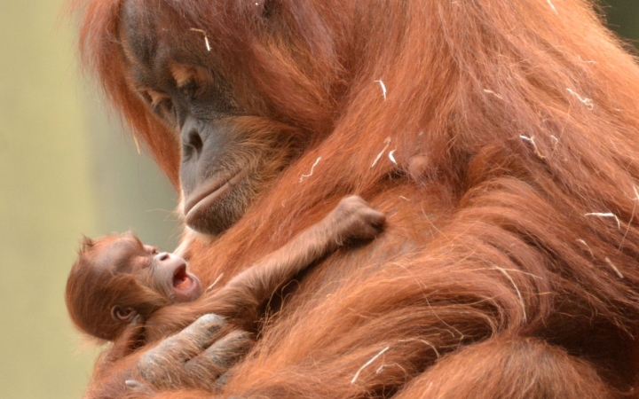 Keddig lehet szavazni az Állatkertben született orangután nevére