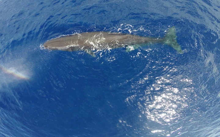 Rekordszámú cet sodródott partra Írországban, már csak egy van életben