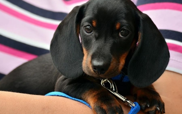 Ebösszeírás kezdődik holnap – itt az összes fontos tudnivaló!