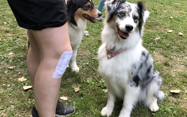 Városi kutyatartási etikett 3. – a "póráz nélküli" foglalkozások