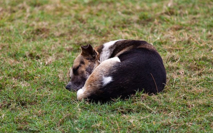 Városi kutyatartási etikett 5. – a kóbor állatok