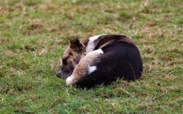 Városi kutyatartási etikett 5. – a kóbor állatok