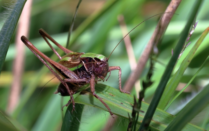 Háromszázmillió éve ciripelnek a tücskök
