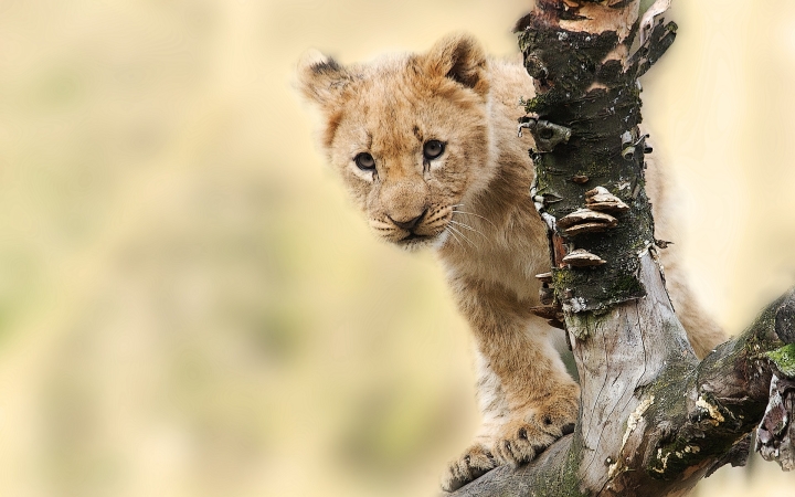 Négy afrikai oroszlán született 