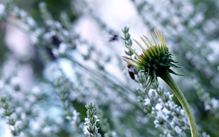 Kiállítás a Bartókban: "Puhán lépj, mert álmokon tapodsz"