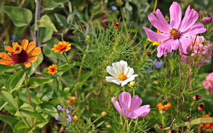 Idén is virágba borult a város a lakosságnak köszönhetően (galériával)