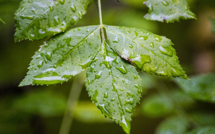 Komor, borongós szombat, gyenge esőkkel
