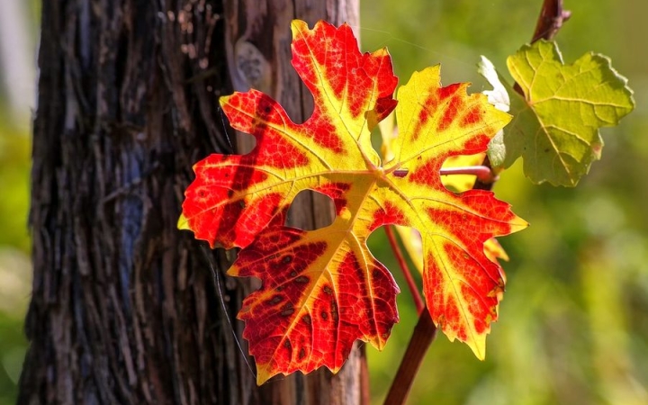 Szeptember derekát idéző idő!