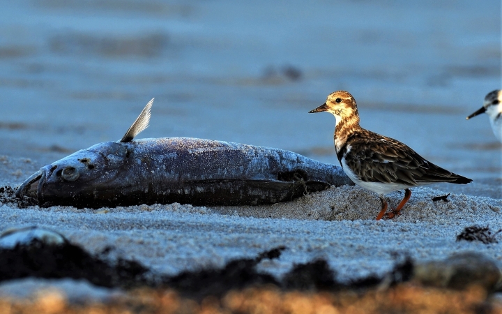 "Vörös dagály" okozta a tömeges élőlénypusztulást