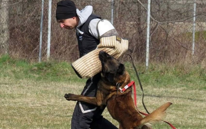 Kutyatartási etikett után kutyaiskolák (2.)