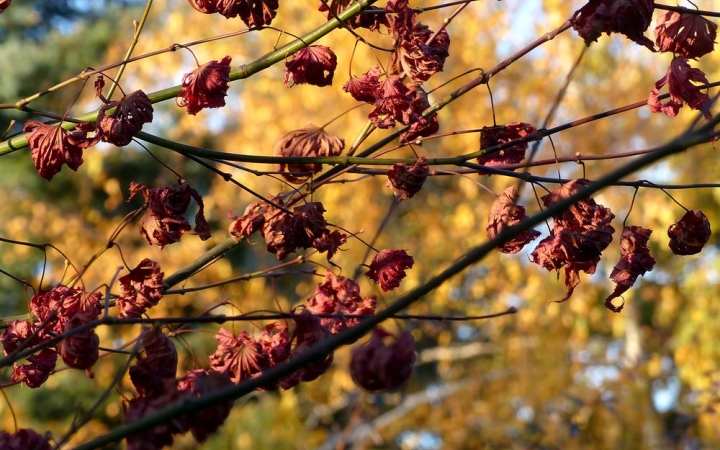 Párás, szürke, novemberi hét lesz – kisebb esőkkel