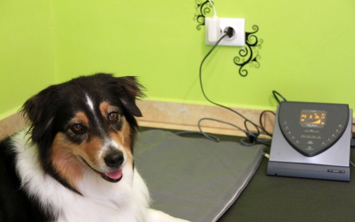 Kutyafizio-terápiás bázis?! Ilyen is van! 