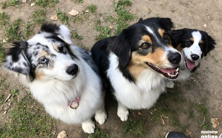 DSTV: kutyás korlátozások