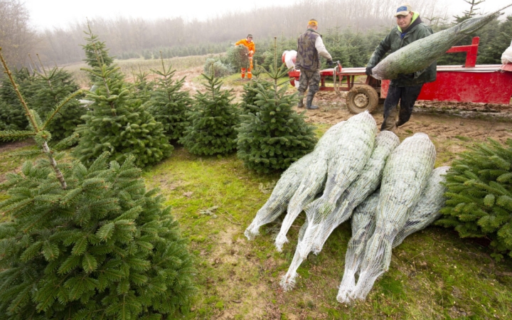 Sok fenyőfa menekülhet meg idén