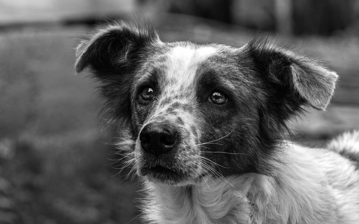 Tűzijáték helyett kutyatáp – akció az ebtelep lakóiért