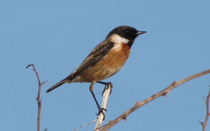 A cigánycsuk lett a 2021-es év madara