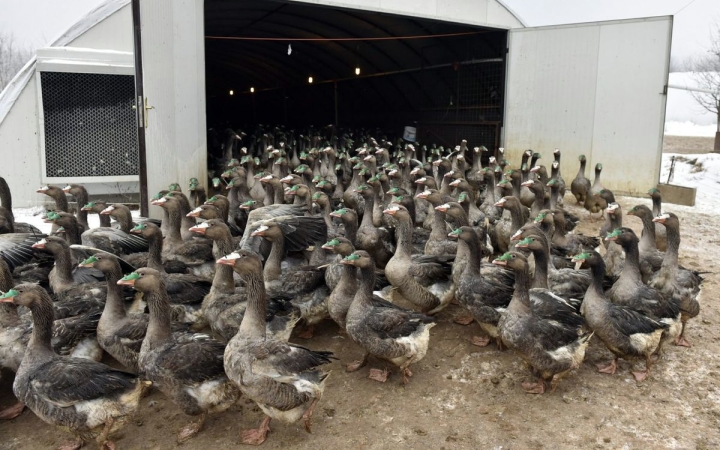 Madárinfluenza Komárom-Esztergom megyében