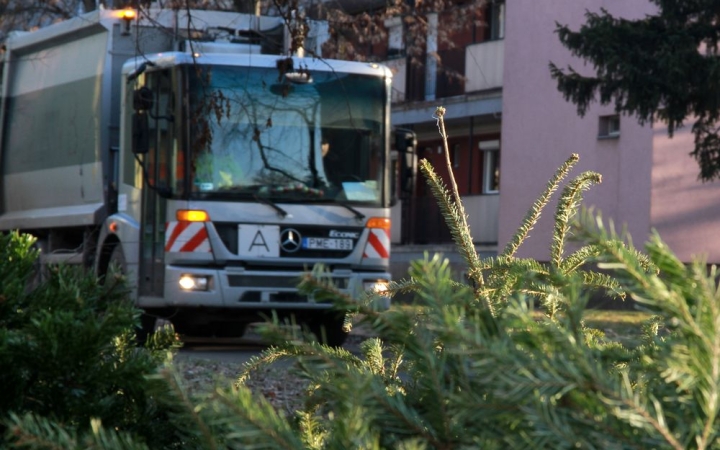 DSTV: fenyőgyűjtés, első kör