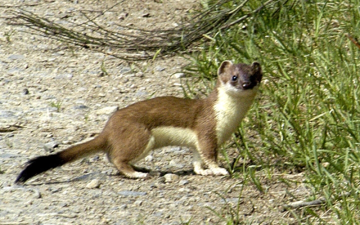 A hermelin lett az év emlőse