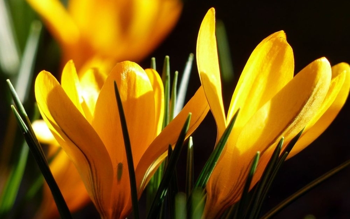 Időjárás: tavaszébresztő hetünk lesz